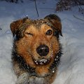 Mój pies Borsuk po tym jak lod pod nim się załamał(czego efektem była kompiejl w lodowatej wodzie) patrzy już z przymrurzeniem oka ta tą całą zimę. #Zima
