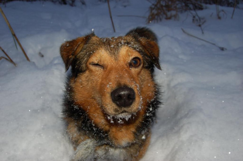 Mój pies Borsuk po tym jak lod pod nim się załamał(czego efektem była kompiejl w lodowatej wodzie) patrzy już z przymrurzeniem oka ta tą całą zimę. #Zima