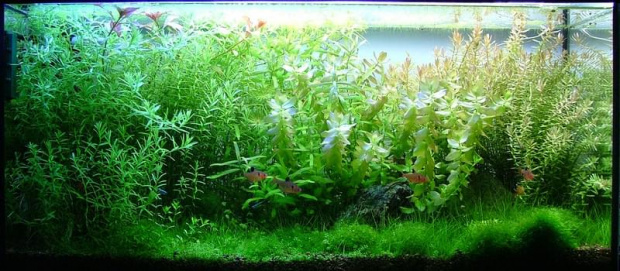 #akwarium #rybki #ryby #akwarystyka #PlantedAquarium #NatureAquarium