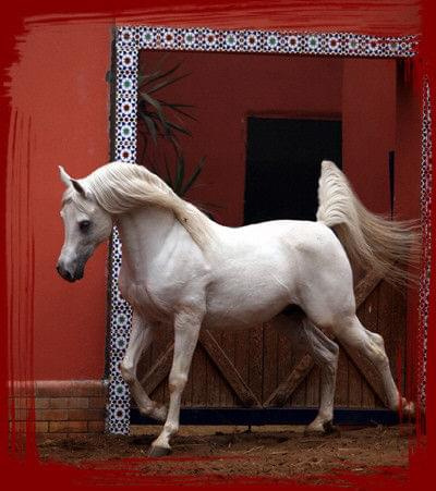 albadeia