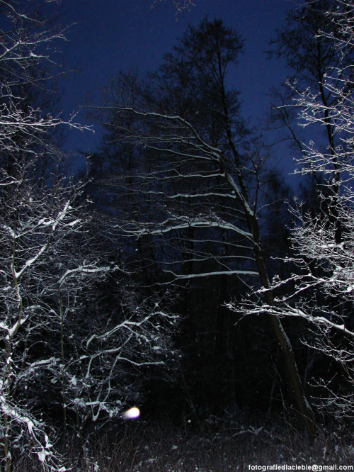 Przy błysku flash'a #las #zima #śnieg #wieczór