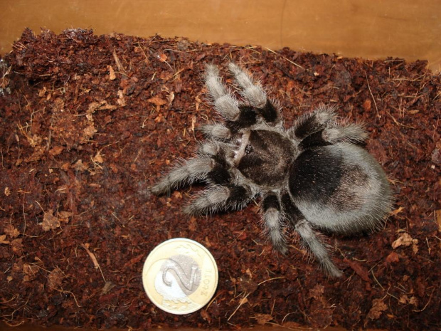 Grammostola pulchra L8