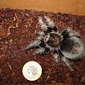 Grammostola pulchra L8