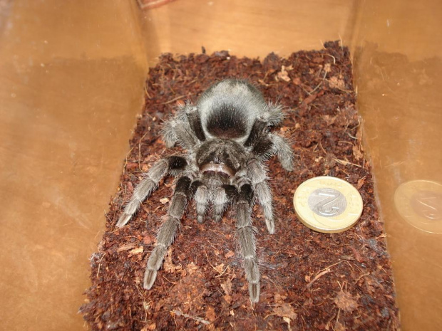 Grammostola pulchra L8