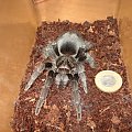 Grammostola pulchra L8