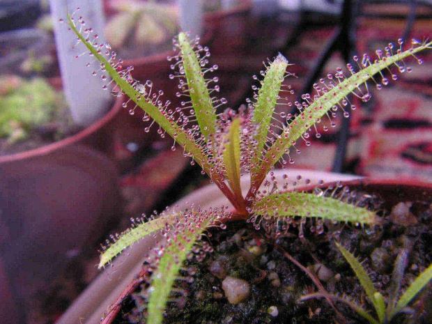 Drosera regia #RosiczkaDrosera