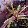 Drosera regia #RosiczkaDrosera