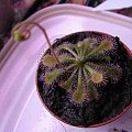 Drosera dielsiana #RosiczkaDrosera