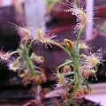 Drosera scorpioides, jedna z moich ulubionych :)