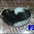 szczurki urodzone przez kapture z zoo, rodzina wiórka