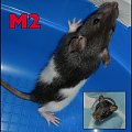 szczurki urodzone przez kapture z zoo, rodzina wiórka