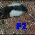 szczurki urodzone przez kapture z zoo, rodzina wiórka