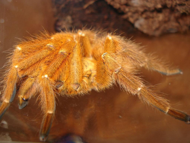 Pterinochilus murinus