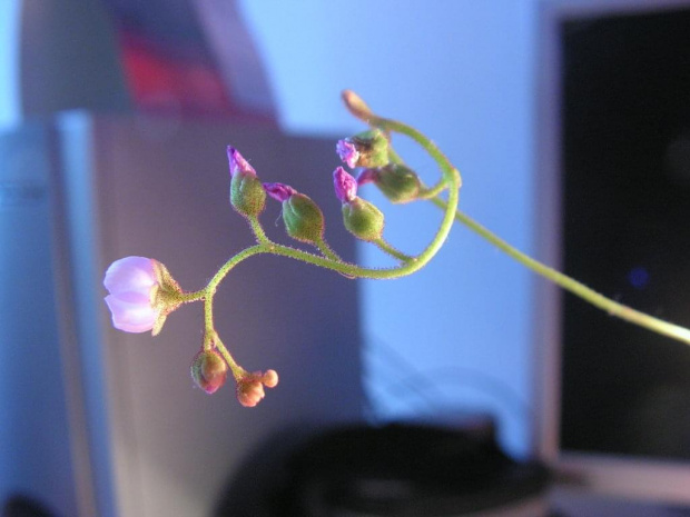 Drosera coccicaulis kwitnie.
