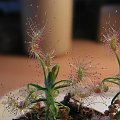 Drosera Scorpioides, do znudzenia bedę ją pokazywał.