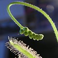 Drosera capensis będzie miała dzieci. Baaaardzo duzo dzieci.