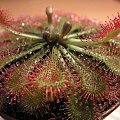 Drosera spatulata.widać że ma się dobrze bo wypuszcza wiele młodych liści