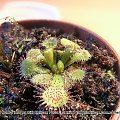 Mała Drosera coccicaulis wcina komara.w tle widać
D. filiformis i dwie małe (chyba) rosiczki przylądkowe