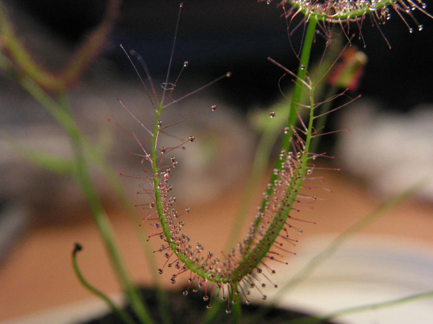 Drosera binata. na tym zdjęciu wyrażnie widać że liść ma kształt litery Y.