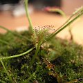 Drosera nidiformis