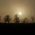 Polna droga #wschód #wschody #niebo #krajobrazy #słońce #jesień #mgła #droga #drzewa #spacery
