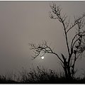 Czekając na dzień #wschód #wschody #niebo #krajobrazy #słońce #jesień #mgła #droga #drzewa #spacery