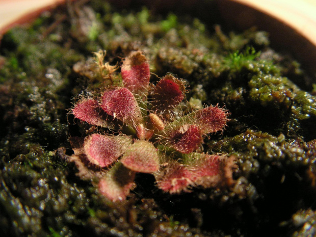 Drosera hamiltonii.jak ją kupiłem jakies dwa miesiace temu wygładala tak samo jak teraz.ani nie rosnie ani nie usycha.poprostu jest....