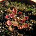 Drosera hamiltonii.jak ją kupiłem jakies dwa miesiace temu wygładala tak samo jak teraz.ani nie rosnie ani nie usycha.poprostu jest....