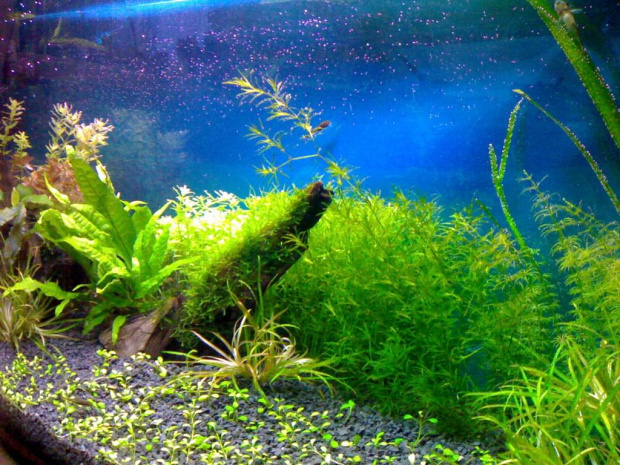 1. OGÓLNE AQUA
2. ROTALA INDICA
3. OGÓLNE Z PRAWEJ