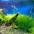 1. OGÓLNE AQUA
2. ROTALA INDICA
3. OGÓLNE Z PRAWEJ