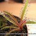 Drosera regia. portrafi urosnąć naprawdę duża, mojej to chyba narazie nie grozi....