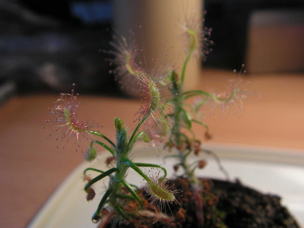 Drosera scorpioides