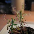 Drosera scorpioides