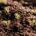 Drosera pulchella x nitidula