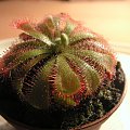 Drosera aliciae.