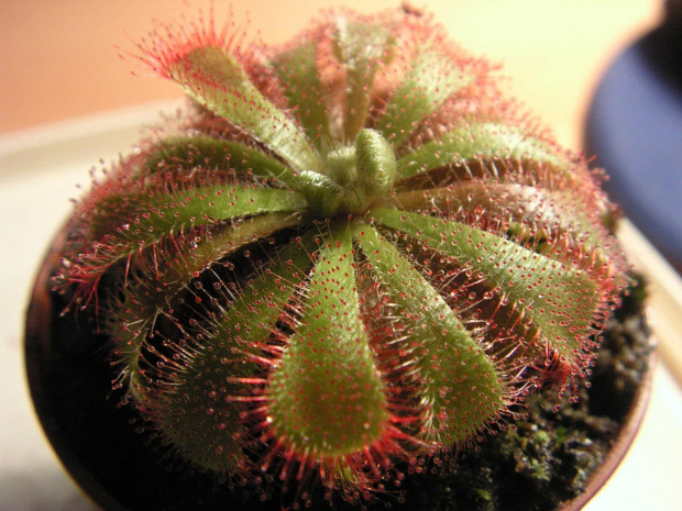 Drosera aliciae