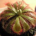 Drosera aliciae