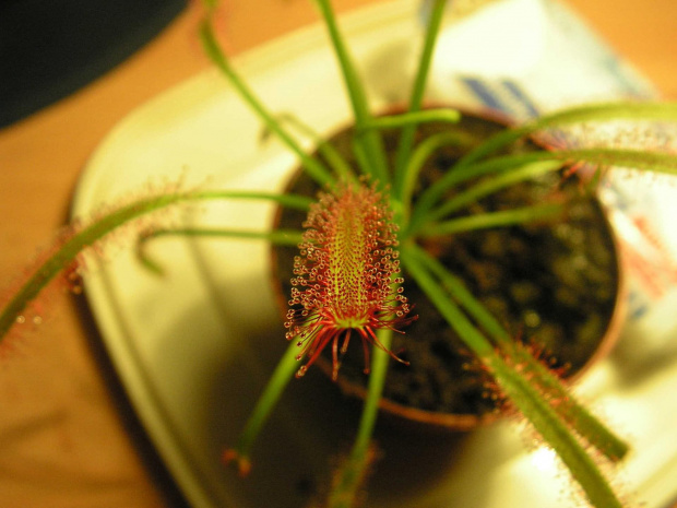 Drosera capensis, w odróżnieniu od alby ma czerwony barwnik.