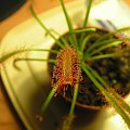 Drosera capensis, w odróżnieniu od alby ma czerwony barwnik.