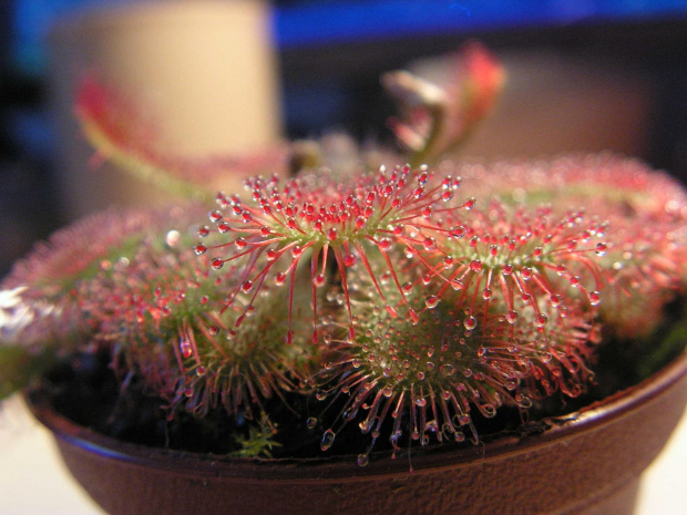 Drosera spatulata