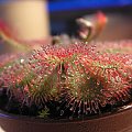 Drosera spatulata