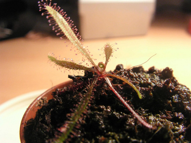 Drosera adelae