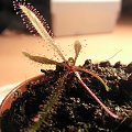 Drosera adelae