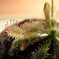 Drosera dielsiana