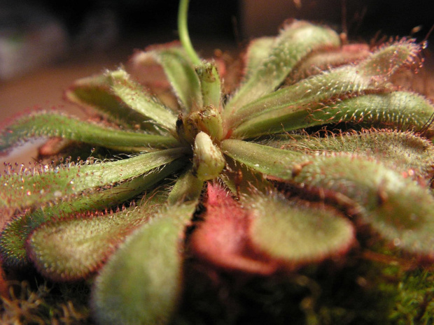 Drosera coccicaulis