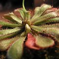 Drosera coccicaulis