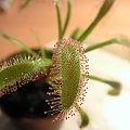 Drosera capensis 'broad leaf'.Ma szersze liście niż zwykła capensis.