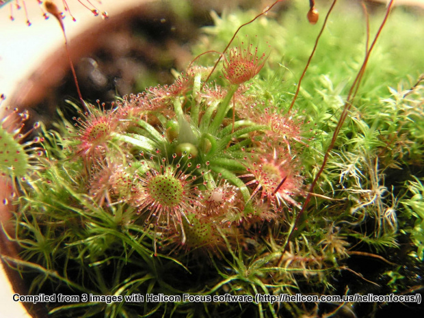 Drosera nitidula ssp. omissa x occidentalis.