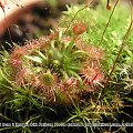 Drosera nitidula ssp. omissa x occidentalis.