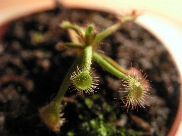 Drosera madagascariensis. przez dlugi czas nie chciała wspołpracować i rosnąć ale chyba ma zamiar nowy listek wypuścić